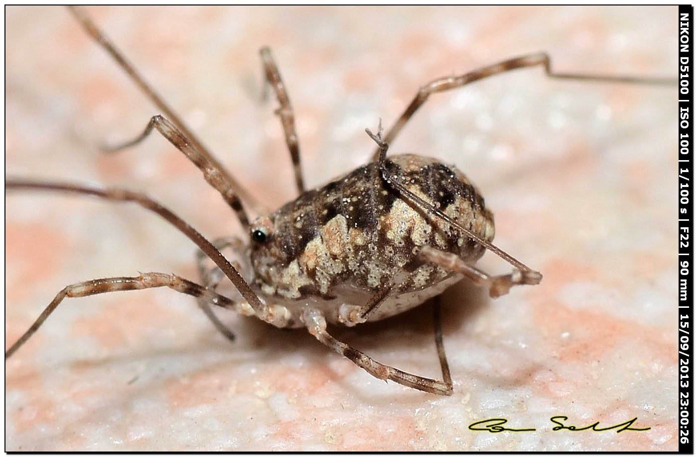 Phalangium targionii or Dasylobus cf. argentatus?